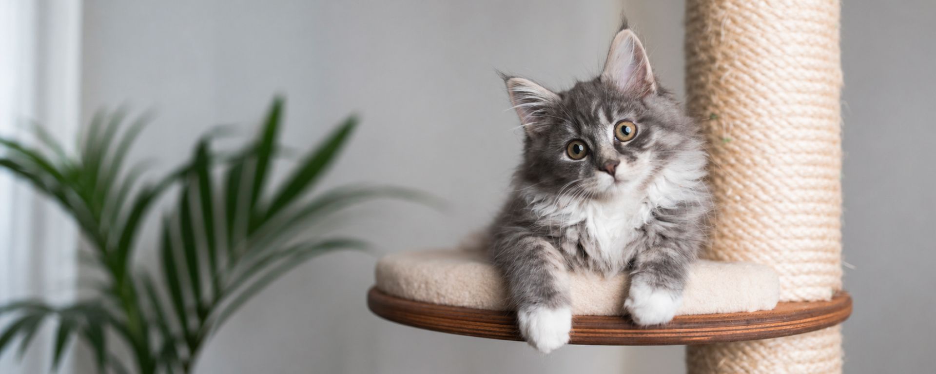 Ранняя кастрация котят
