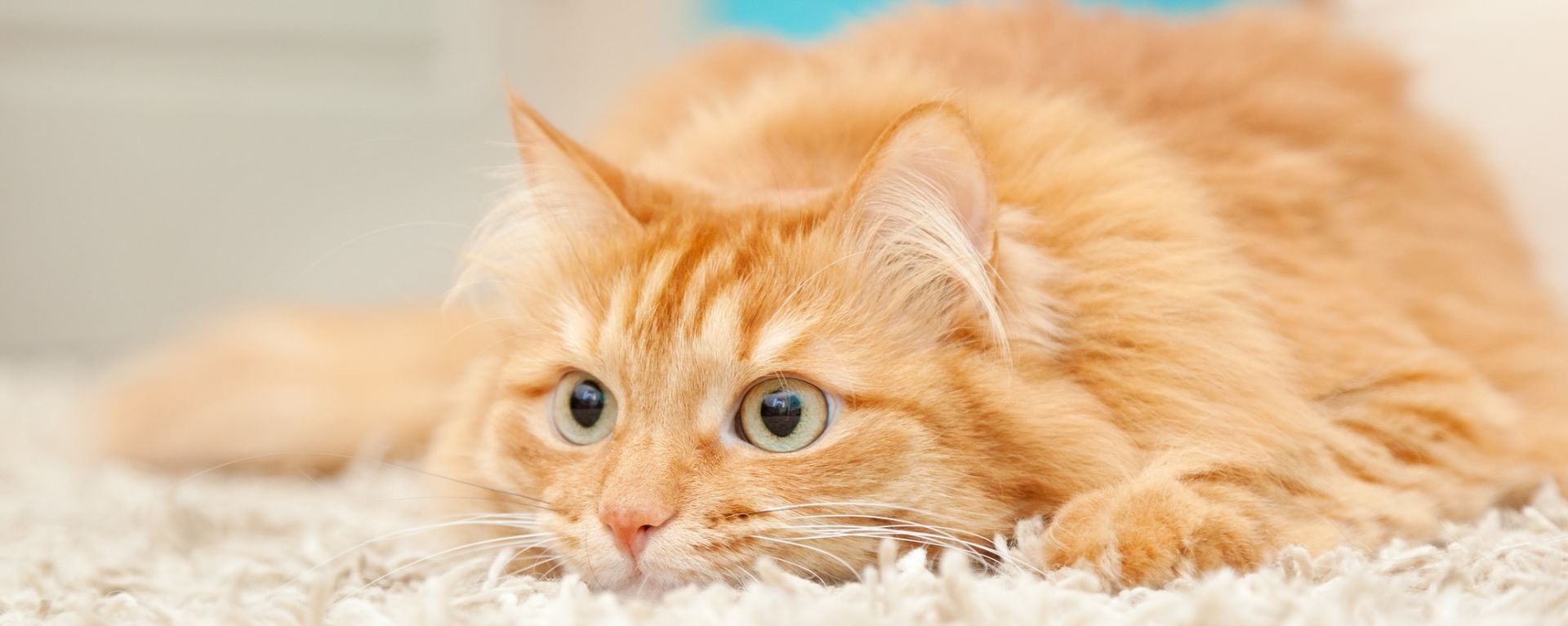 Домашняя кошка
