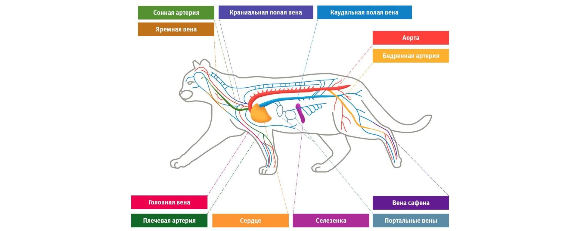 Кровеносная система кошек