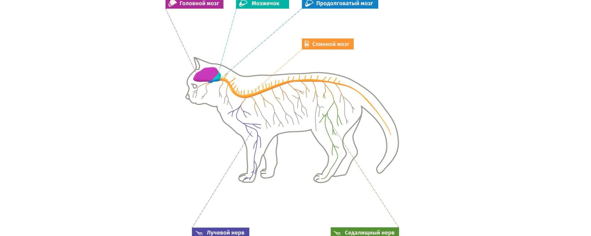 Нервная система кошек