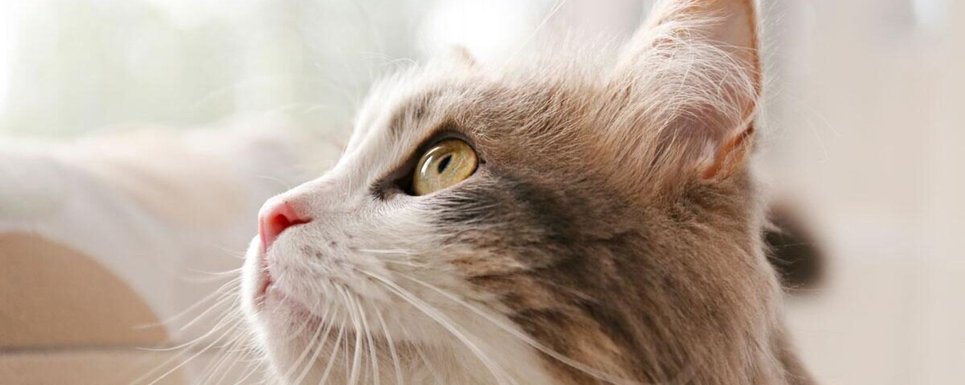 Правда о кошачьих аллергенах