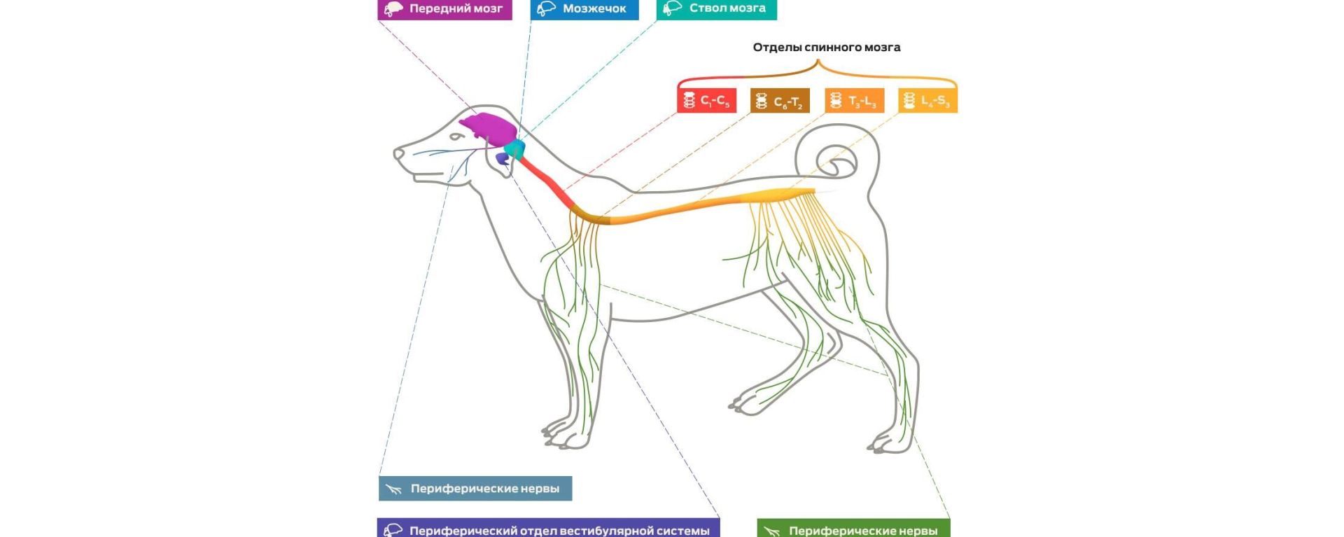 Нервная система собак