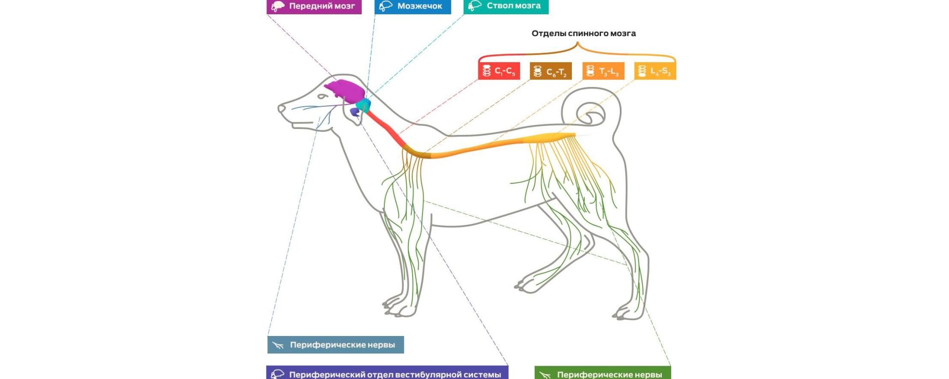 Нервы у собак