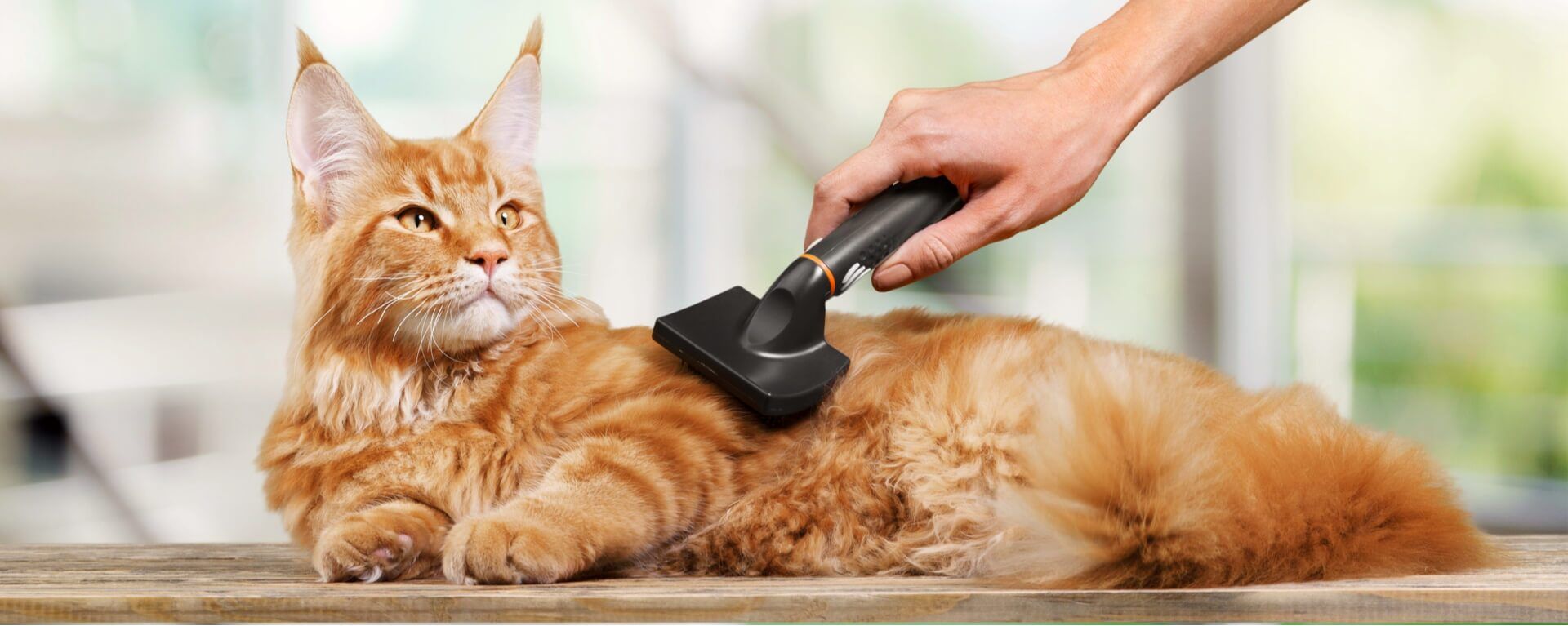 Груминг кошек в домашних условиях: как делать гигиенический груминг