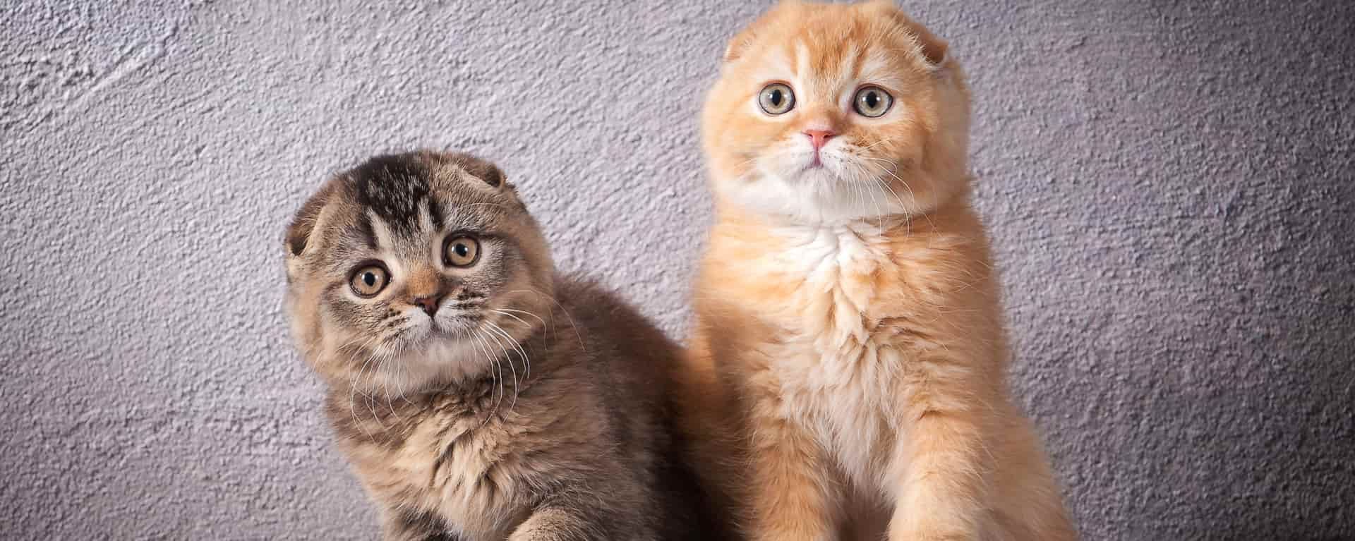 Окрасы шотландских кошек