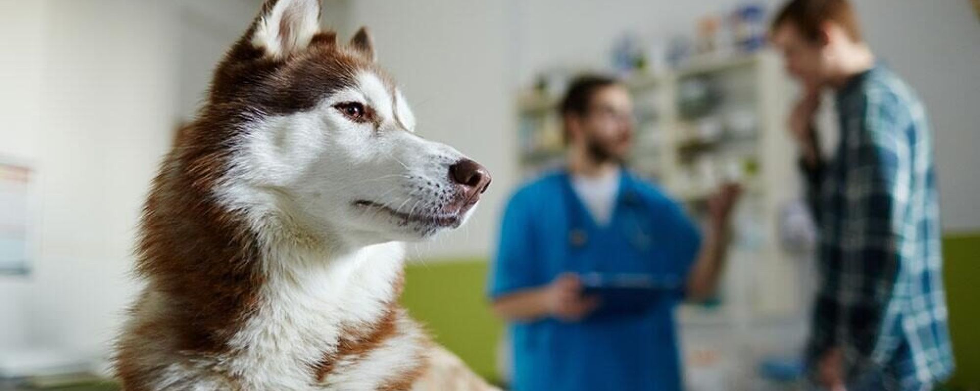 Синдром Кушинга у собак: диагностика и лечение