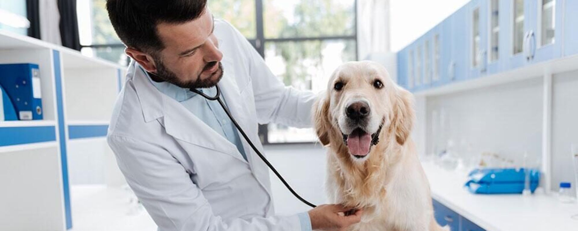 Панкреатит у собак: симптомы и лечение 