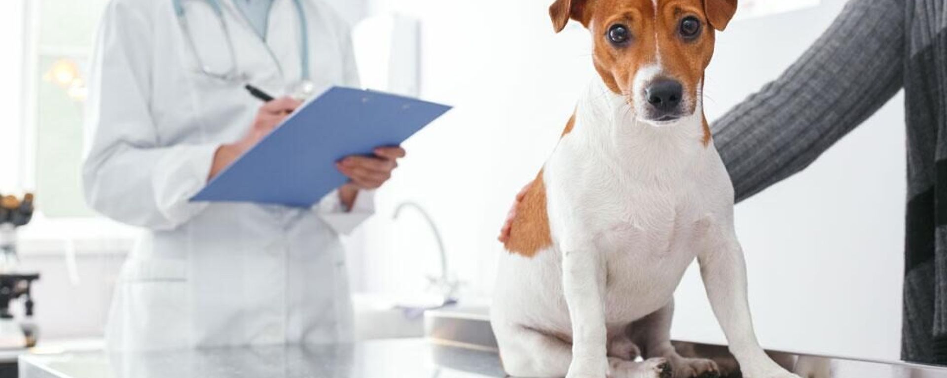 Метаболические последствия дисбактериоза кишечника у собак и кошек с ВЗК