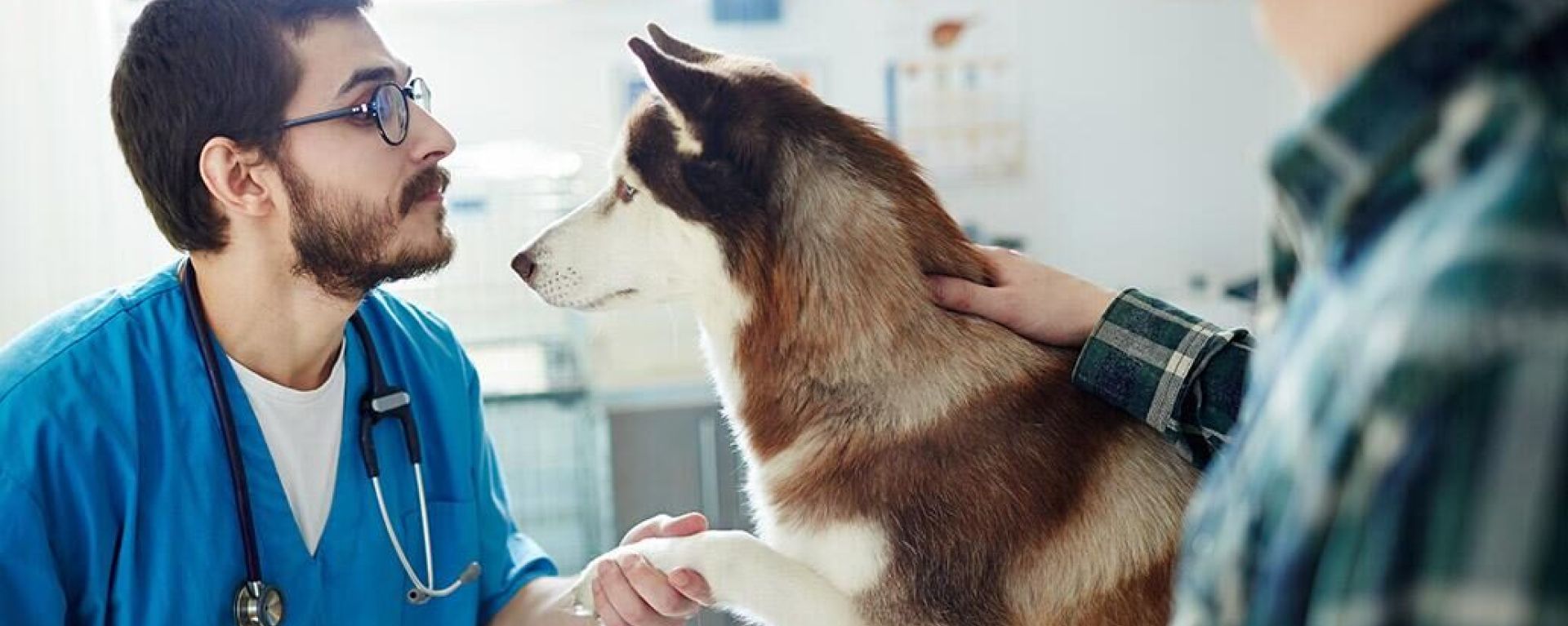 Клиническое наблюдение за состоянием и лечением собаки с идиопатической эпилепсией