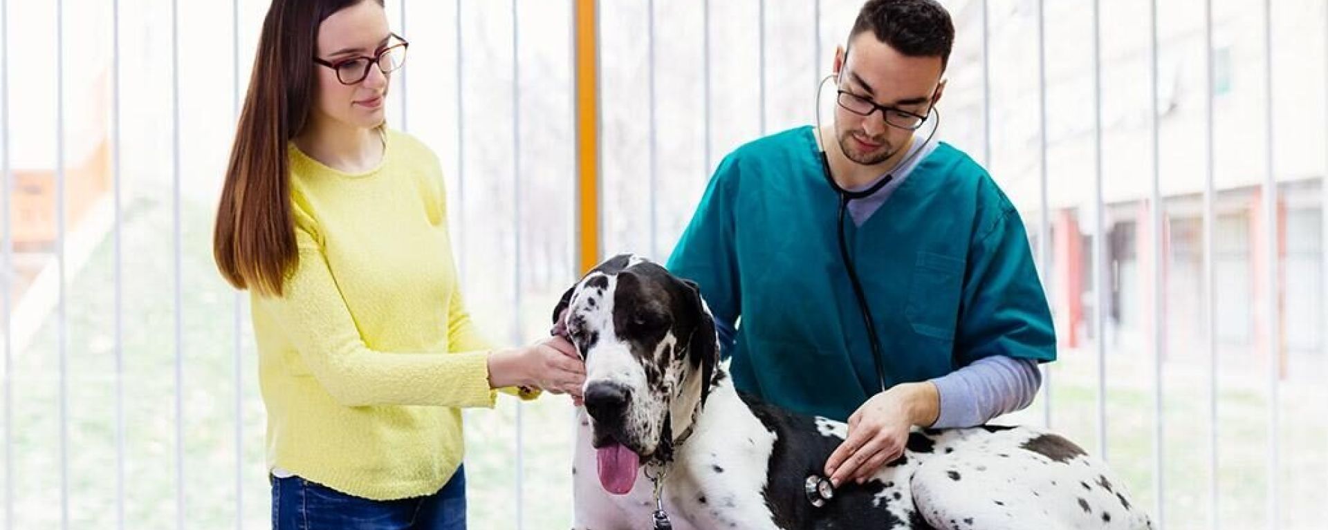 Причины острого расширения и заворота желудка у собак. Взгляд диетолога