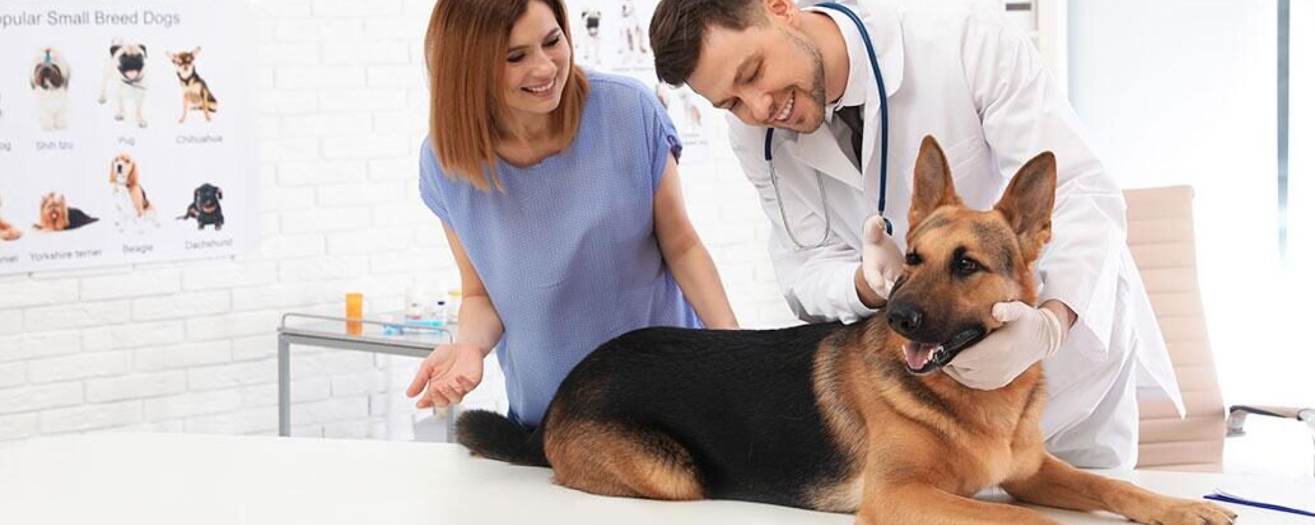 Диеты для собак при заболевании почек