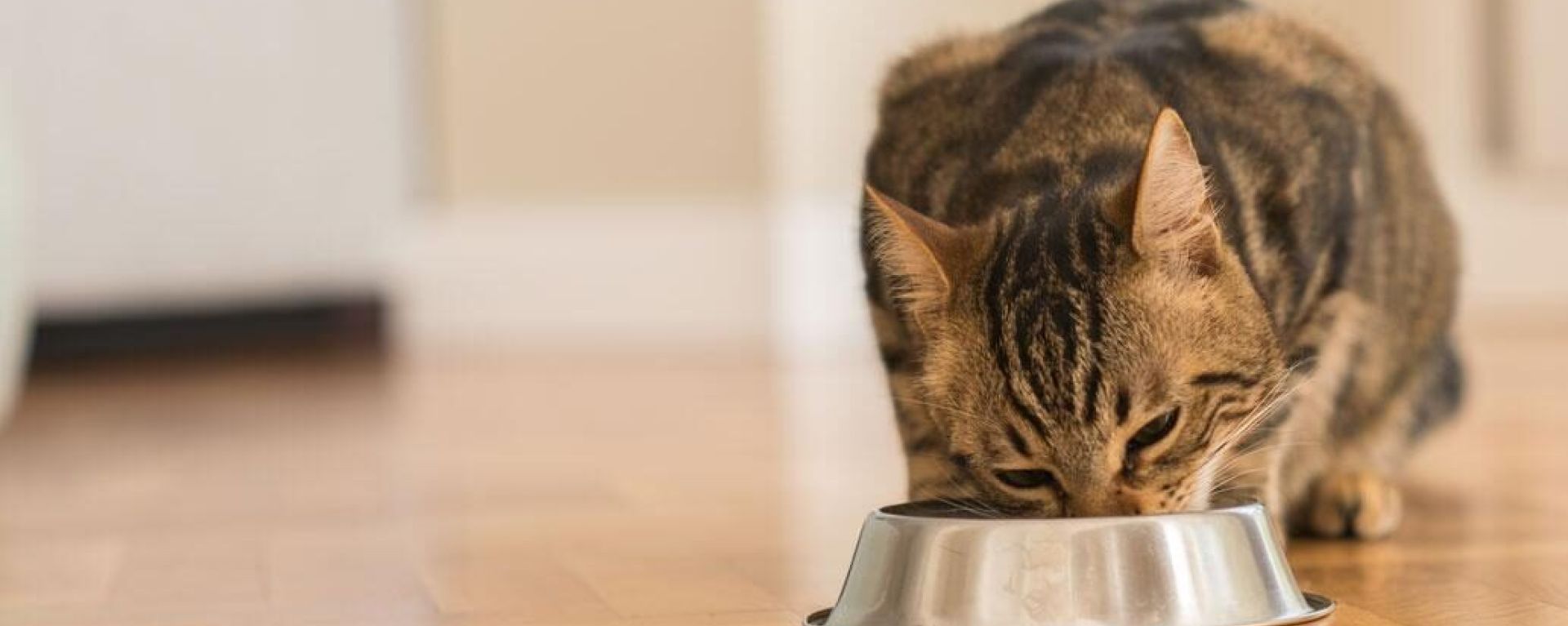 Физиология метаболизма углеводов у кошек
