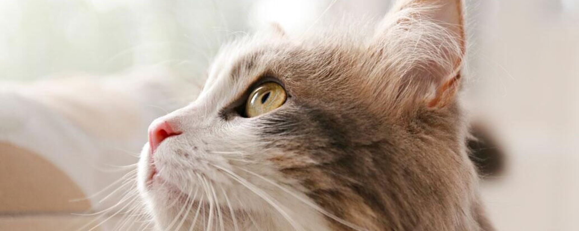 Многоуровневые исследования безопасности ингредиента IgY в корме для кошек