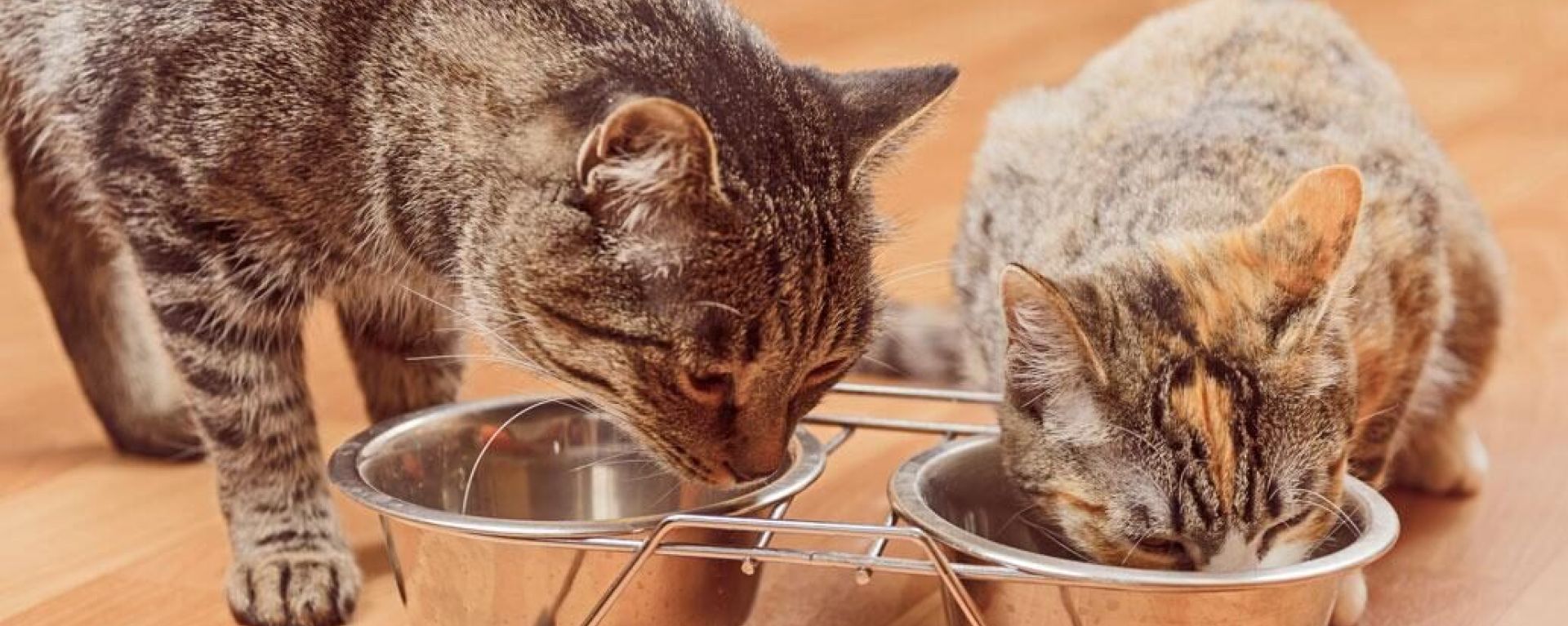Питание кошек: что такое избыток углеводов?