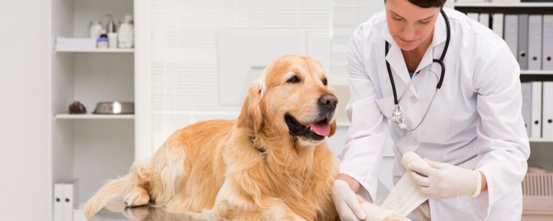 Ожирение и остеоартрит у собак: причины и лечение