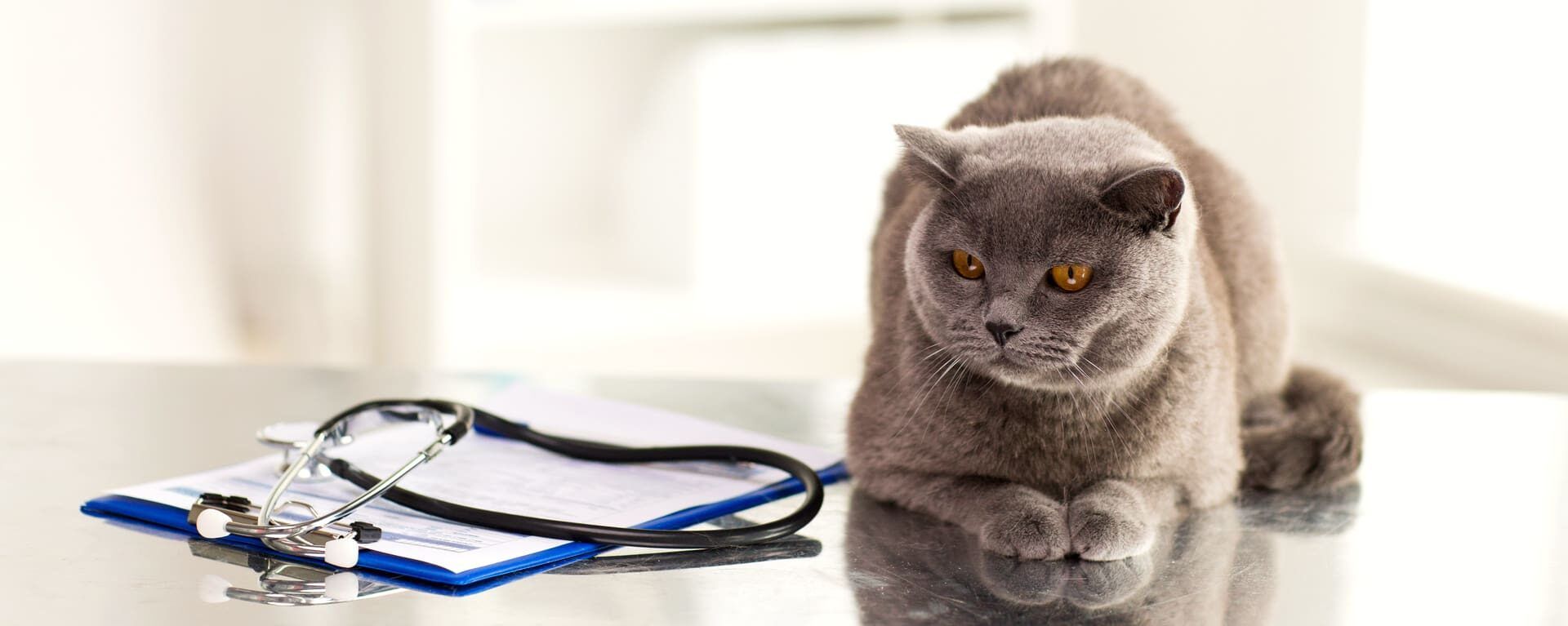 Триадит у кошек – причины, симптомы, диагностика и лечение | PRO PLAN
