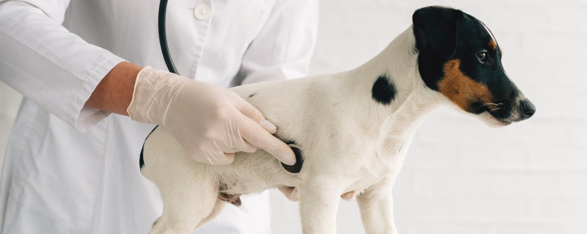 Эндокардиоз митрального клапана у собак