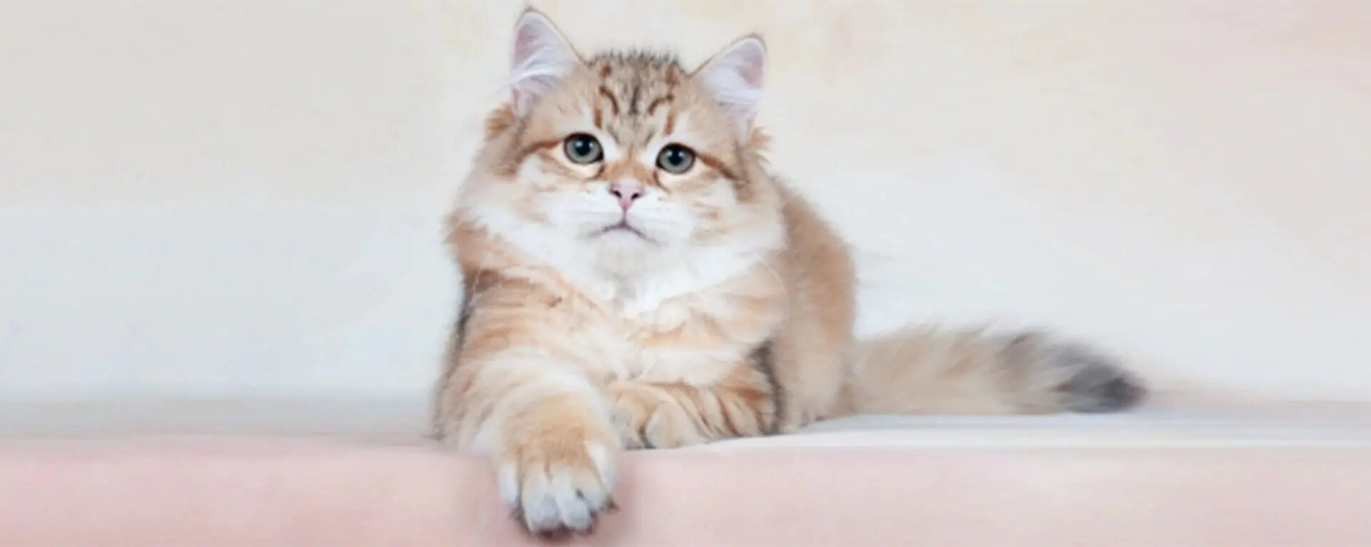 Хламидиоз у кошек: симптомы, схема лечения, профилактика | PRO PLAN