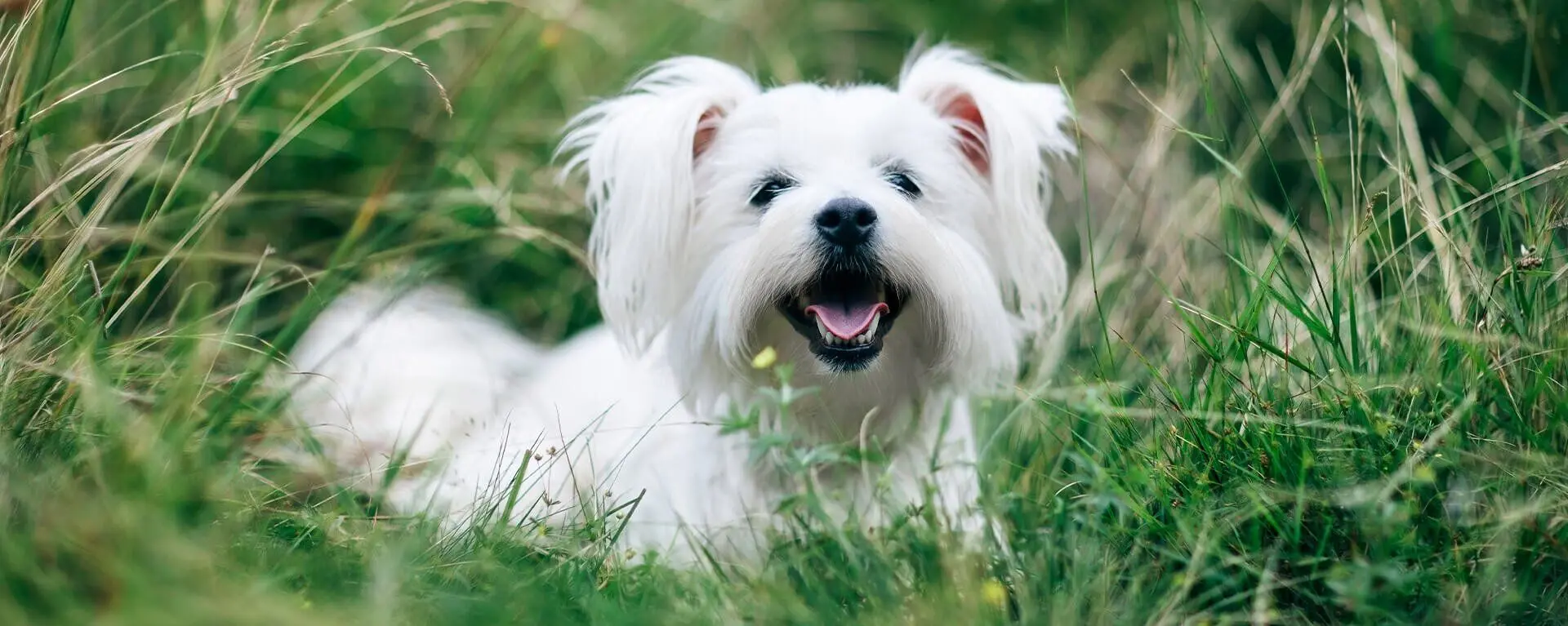 Гингивит у собак: причины, симптомы, лечение, фото | PRO PLAN