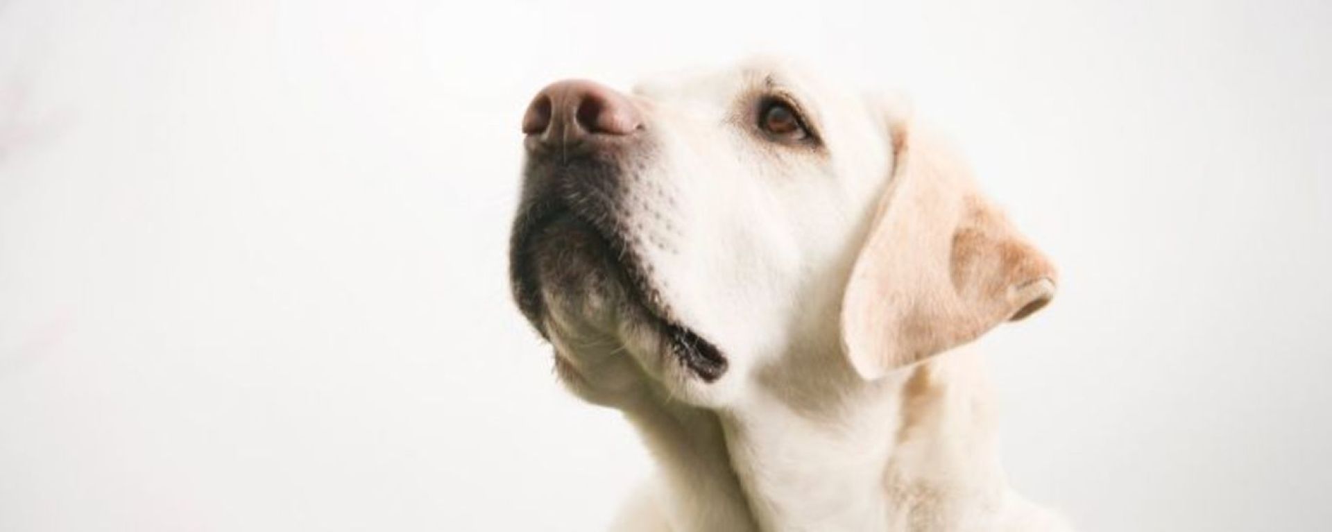 5 симптомов ларингита у собак: как распознать и лечить