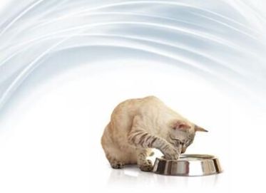 Офтальмологические проявления основных системных заболеваний кошек