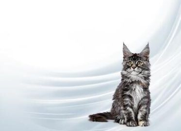 Обструктивные болезни нижних мочевыводящих путей кошек