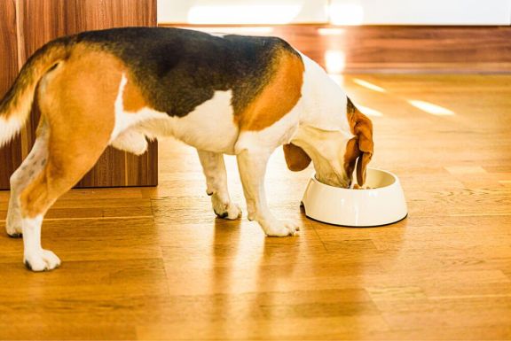 Собака не ест - почему у питомца плохой аппетит