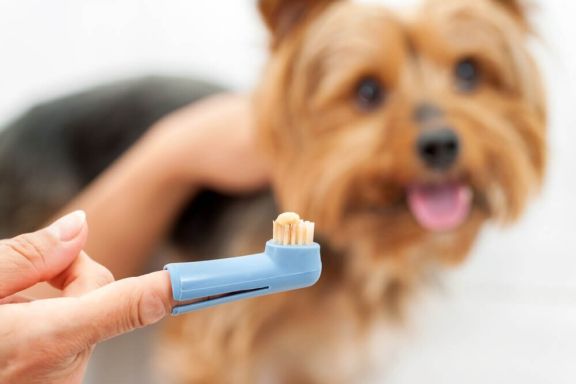 Зубы у собаки – особенности строения и ухода