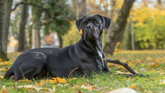 Большие породы собак – топ-15 крупных пород с фото – ProPlan.ru
