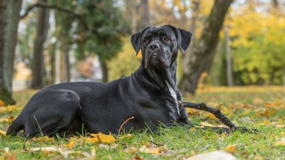 Кане корсо, или итальянский кане корсо