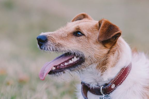 Зубы у собаки – строение челюсти и рекомендации по уходу – ProPlan.ru