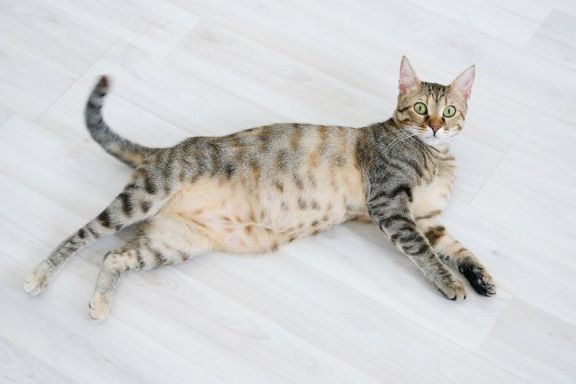 Беременность и роды у кошек: сколько ходят беременные, признаки, уход