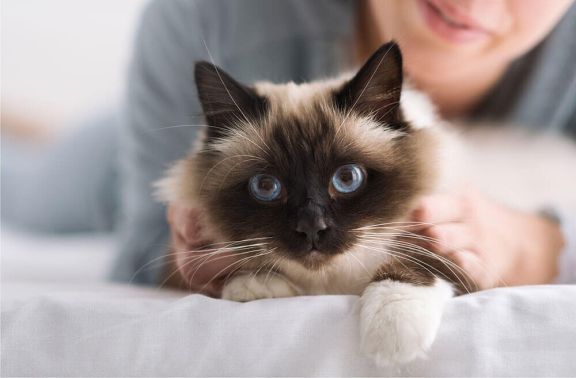 Кастрация и стерилизация кошек 🐱 подготовка и уход после операции