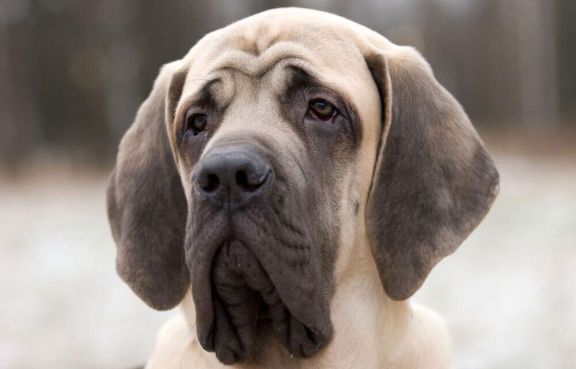 Топ-15 самых больших собак с фото и описанием – ProPlan.ru