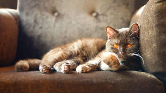 Болезни кошек: симптомы и лечение заболеваний у котят и пожилых котов