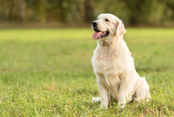 Характер собаки - описание и основные черты характера щенка — ProPlan