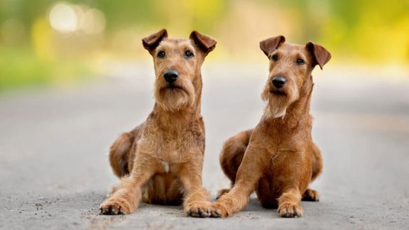 Течка у собак 🐕 – сколько длится, признаки и симптомы, помощь питомцу