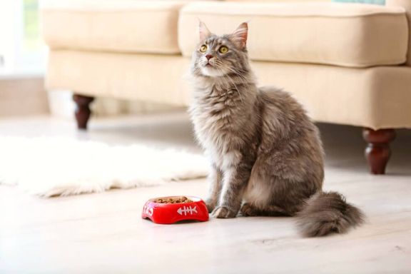 Рвота у кошки: первая помощь 🐈, причины, лечение и профилактика