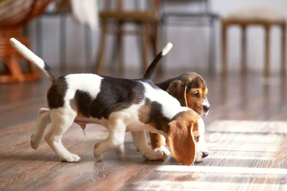 Понос у собаки 🐕: симптомы диареи, причины, виды, первая помощь