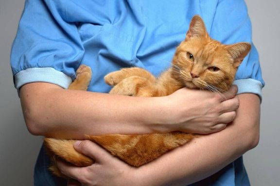 Причины и лечение поноса у кошек в домашних условиях