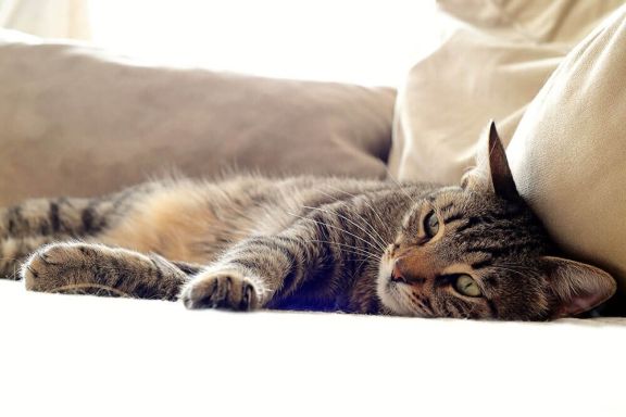 Понос у кошки - симптомы диареи, причины, помощь 🐈 и лечение