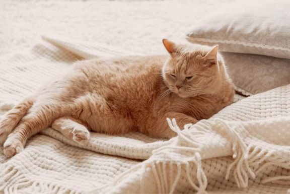 Запор у кота 🐱 – как помочь питомцу если у кошки проблемы со стулом