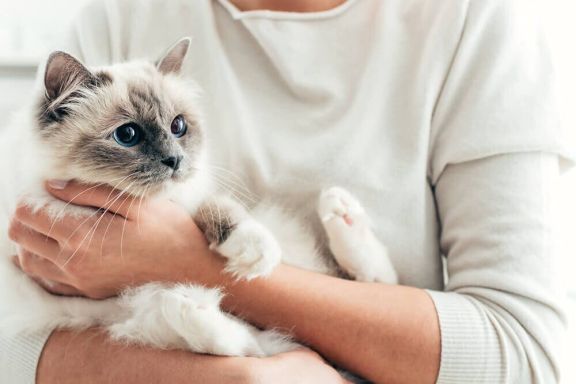 Кошка чешется 🐱 – причины зуда у котов, лечение и профилактика