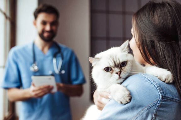 Что нужно знать о прививках котятам
