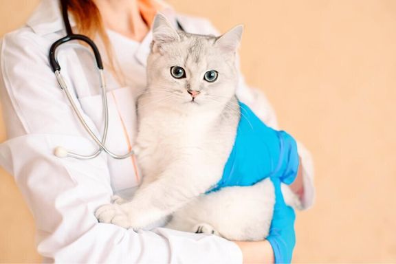 Рвота у кошки: причины, экстренная помощь, методы профилактики