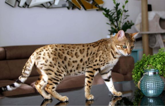 бенгальский кот взрослый