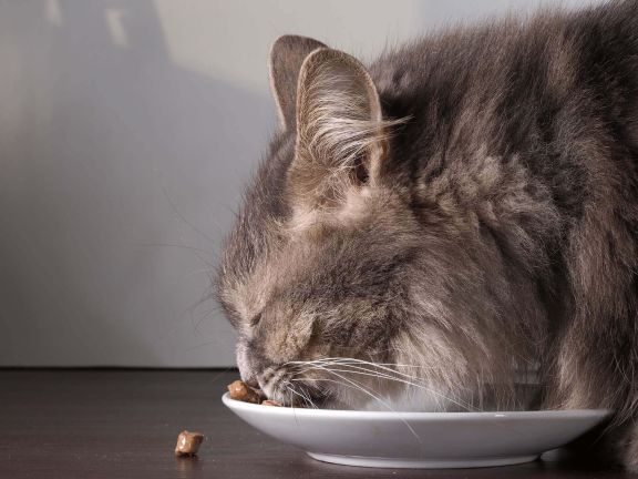 питание кошек