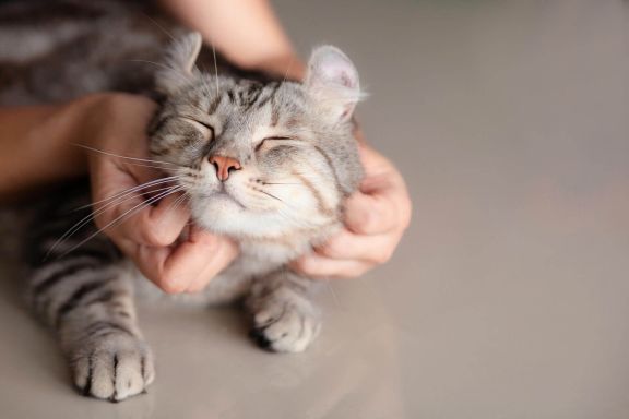 Домашние кошки 🐱 качества питомцев – ProPlan.ru