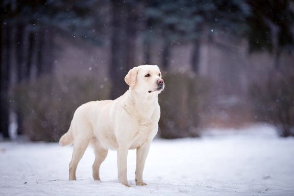 Лабрадор-ретривер: характеристика, характер, стандарт породы собак