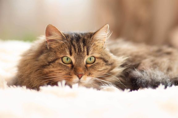 персидско сибирская кошка